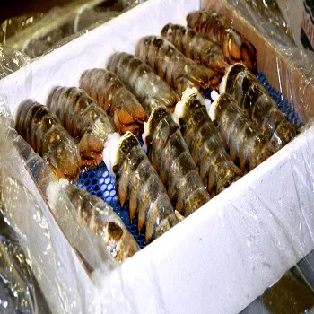 Морепродукты премиум класса свежий и замороженный лобстер Омар с хвостом для продажи живой шпионский