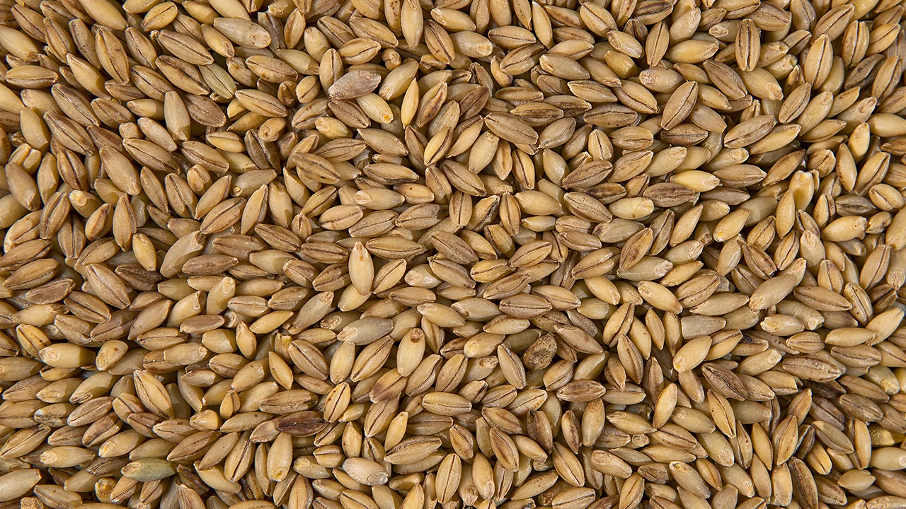 Barley grains for international market