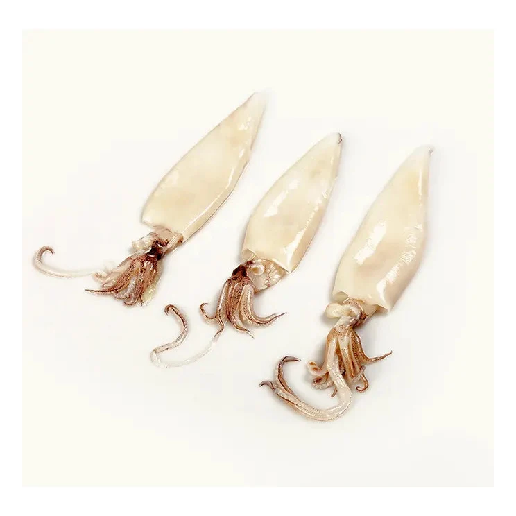 TOP selling frozen whole squid cleaned for wholesale from Usa