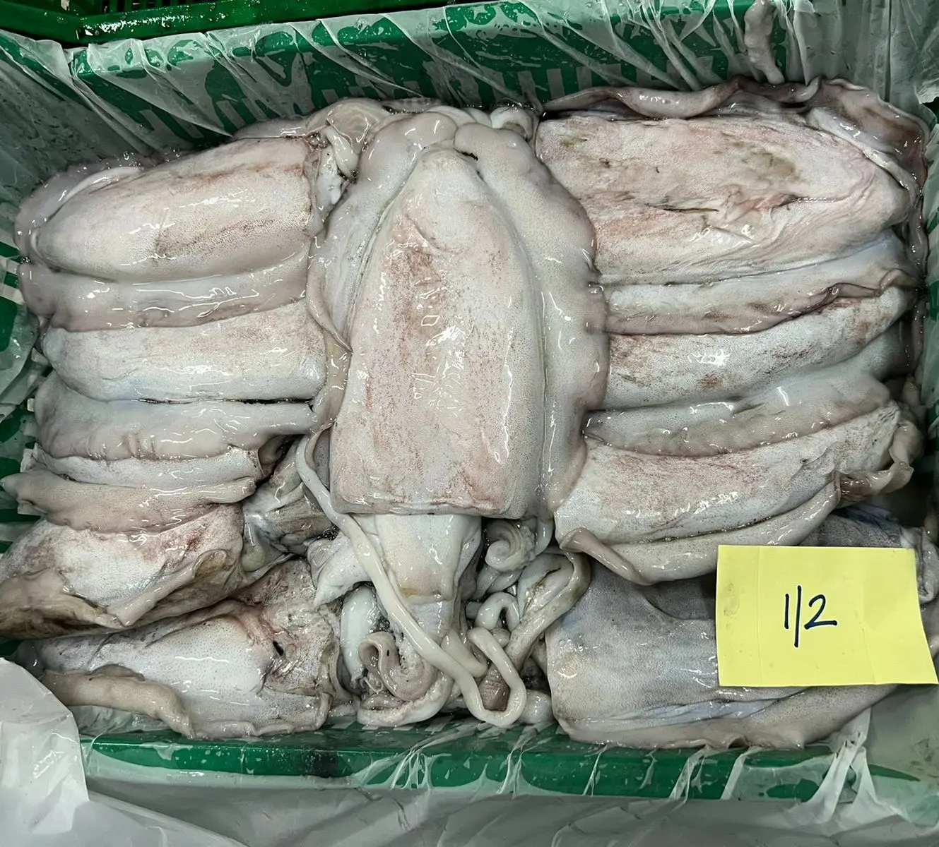 FROZEN CUTTLEFISH GOOD QUALITY OMAN ORIGIN