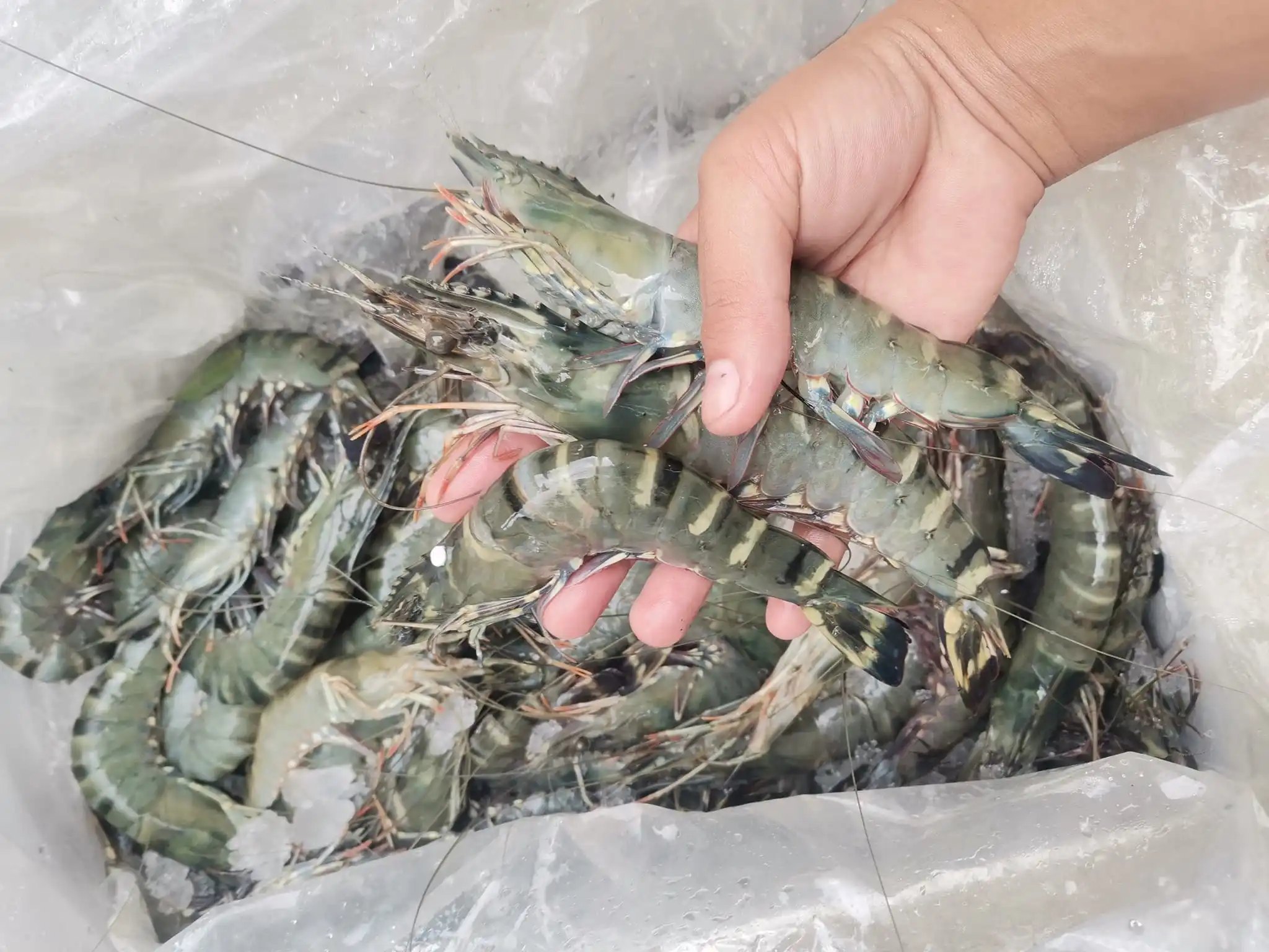 Frozen Fresh Shrimp 100% Frozen Vannamei Shrimp Healthy China Seafood Items with High Quality