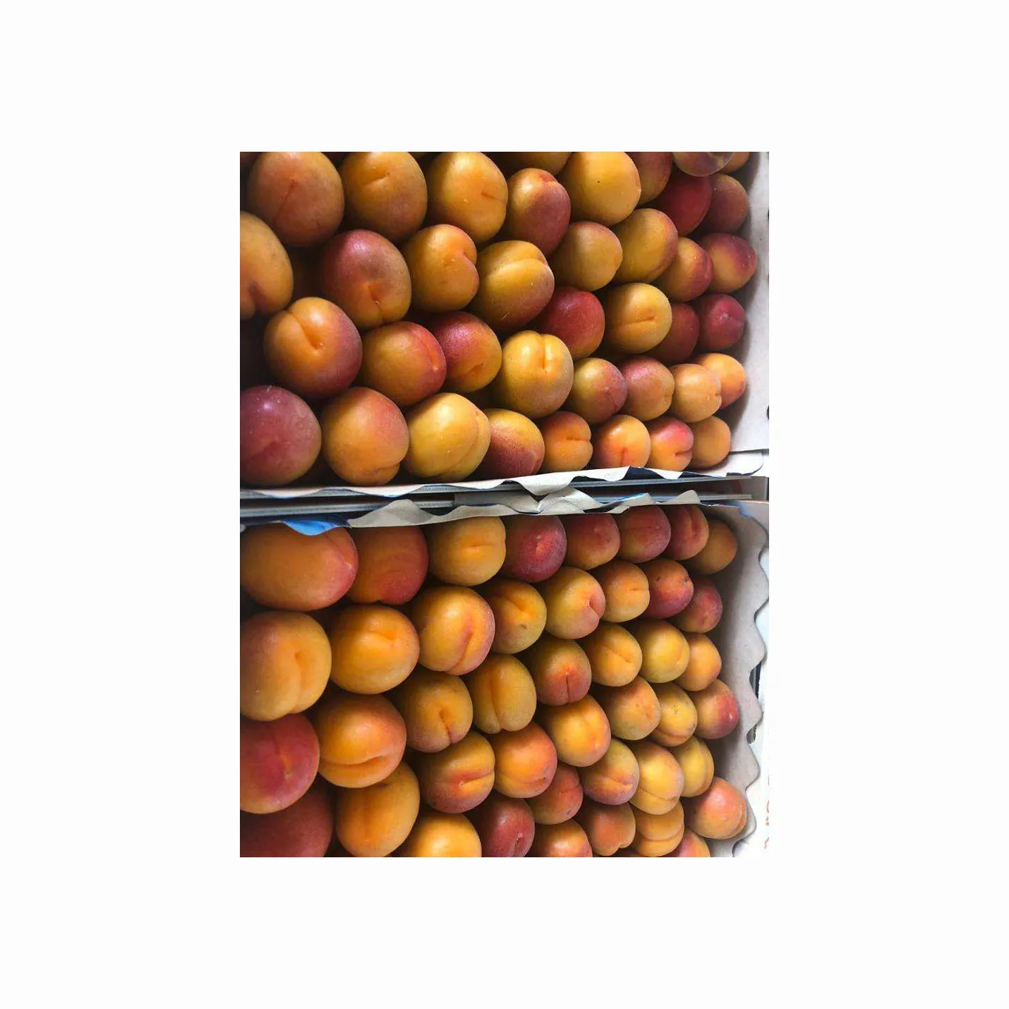 Top Quality Fresh Apricot, Organic Fresh Apricot, Fresh Apricot Fruit Supplier