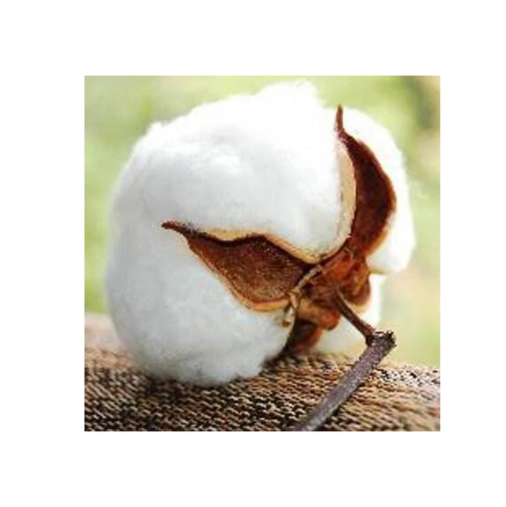 Top Selling Quality 100% Raw Organic White Cotton Fiber for Bulk Purchase