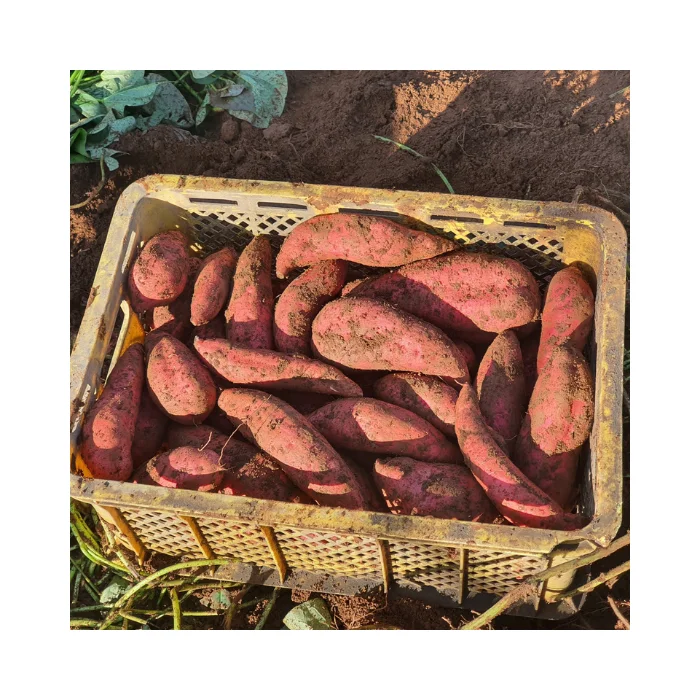 Best Price Organic Fresh Sweet Potato - High-Quality, Export Standard, Ideal for Cooking, Bulk Sale, Ready for Export