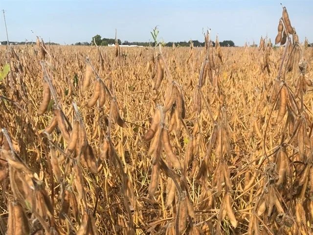 Non Organic Soybean / GMO Organic Soybeans / Soybean Seeds