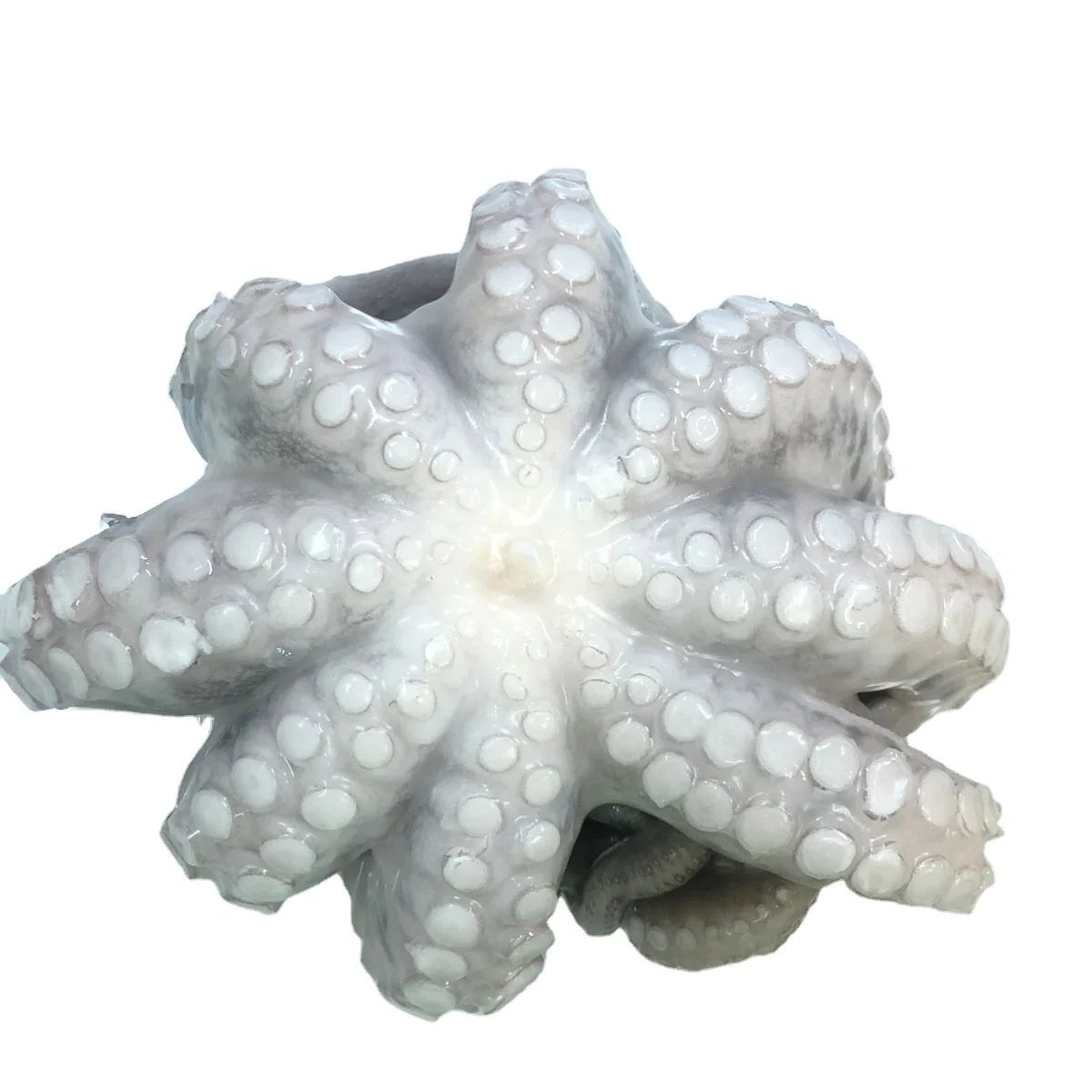ATTRACTIVE PRICE  TOP DEMANDED DELICIOUS OCTOPUS FLOWER TYPE FROM INDIA