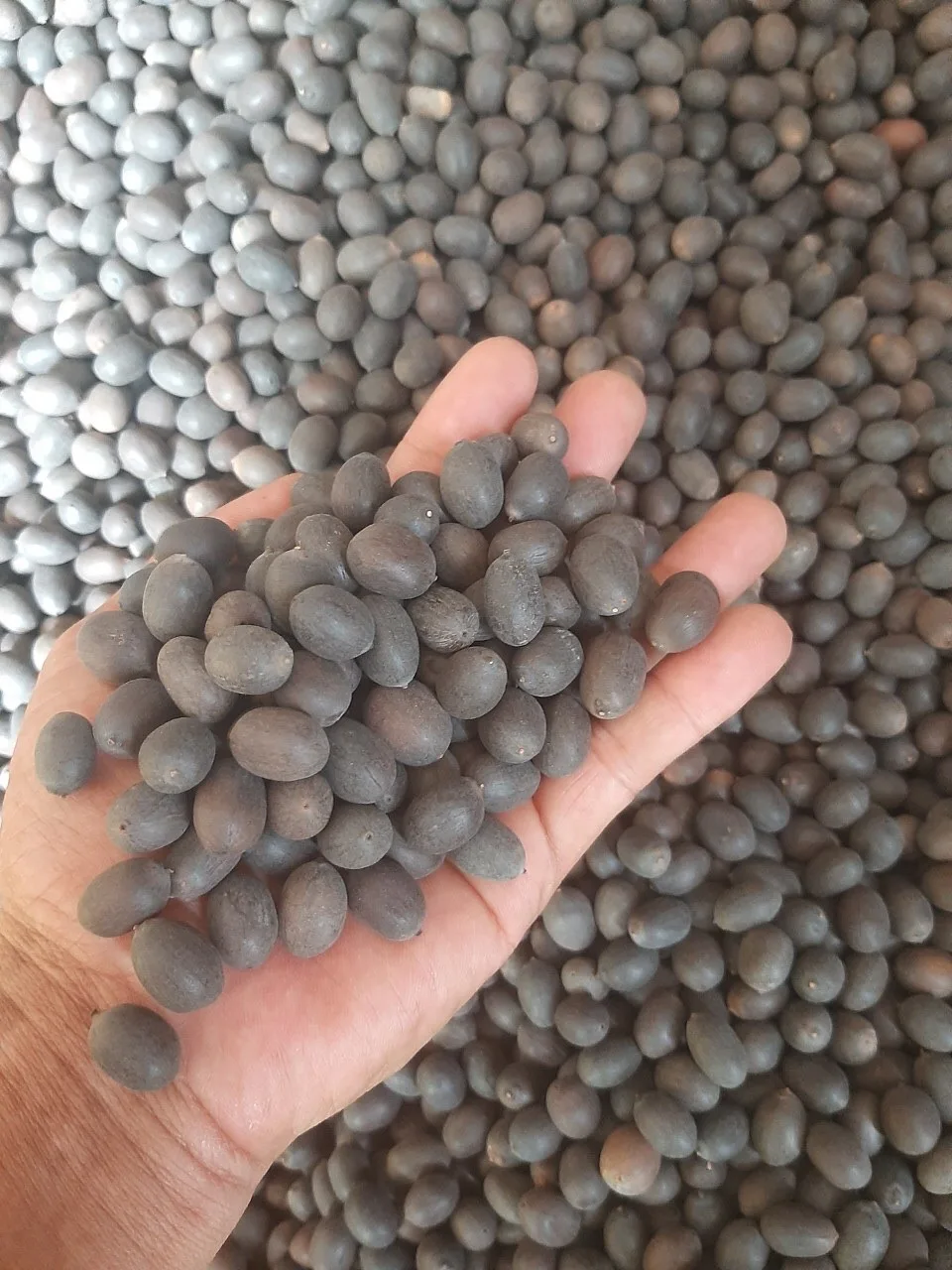 New season the cheapest price Dried Lotus Seed Vietnam Organic high quality