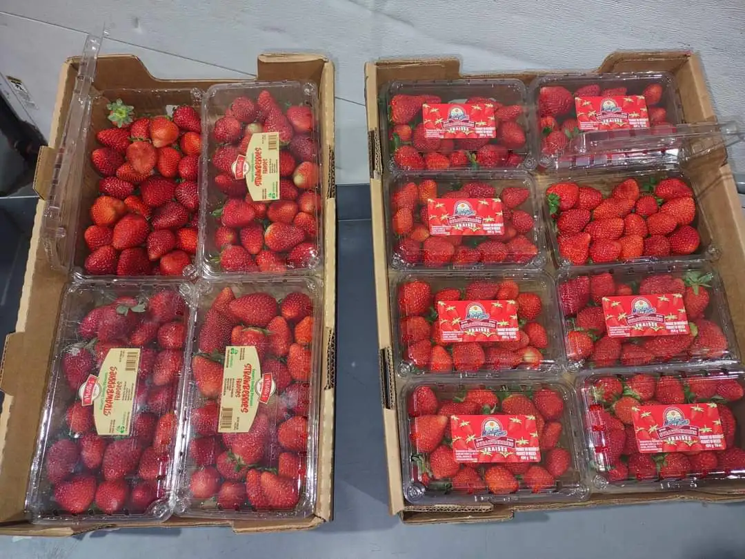 Food Grade Fresh Fruit Product Strawberry with Reasonable Price in VietNam