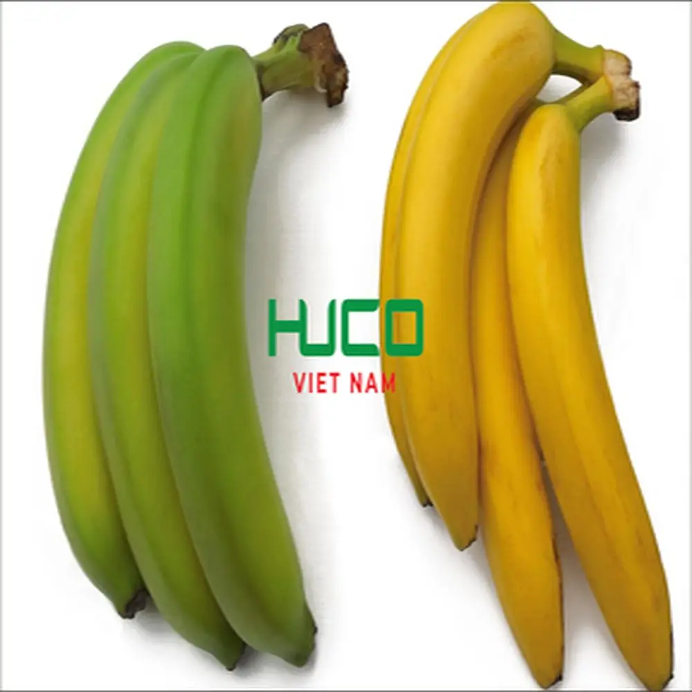 Best Price Tropical Banana Organic from Vietnam Fresh Natural Banana