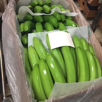Buy Good Quality/100% Fresh Raw plantain Banana At  Cheap Price