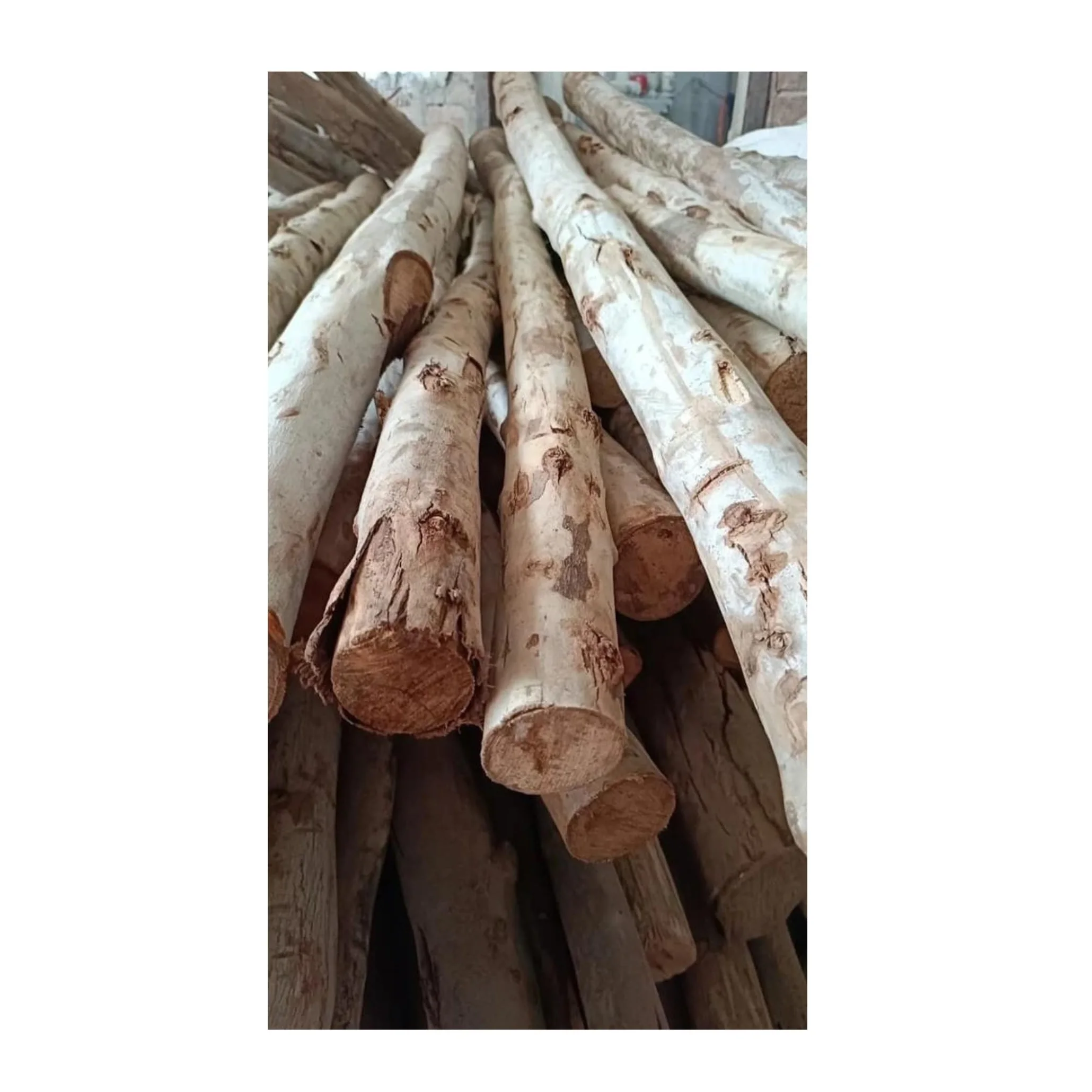 Wholesale Eucalyptus Wood Logs, Year-Round Supply