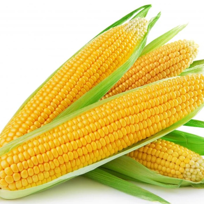 Dried Yellow Corn / Dried Yellow Maize / Yellow corn for Animal feed