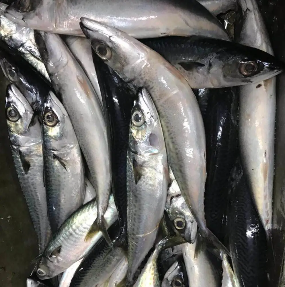 Frozen Mackerel Mauritania High Quality Blue Pacific 6-8Pcs/Kg For Canning 250G Fish Indonesia Mozambique 68Pcskg From Korea