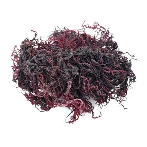 High quantity seamoss seaweed irish moss seamoss gel product all seaweed// Serena