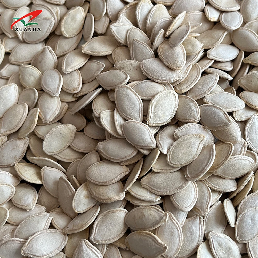 Семена тыквы 1 тон-5 тонн Китай гигантские семена блестящие кожи Внутренняя Монголия 11 см/10 5 см/9 см/8 3 см