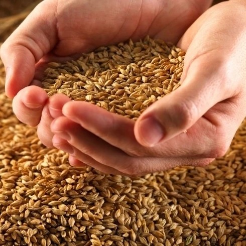 Barley grains for international market