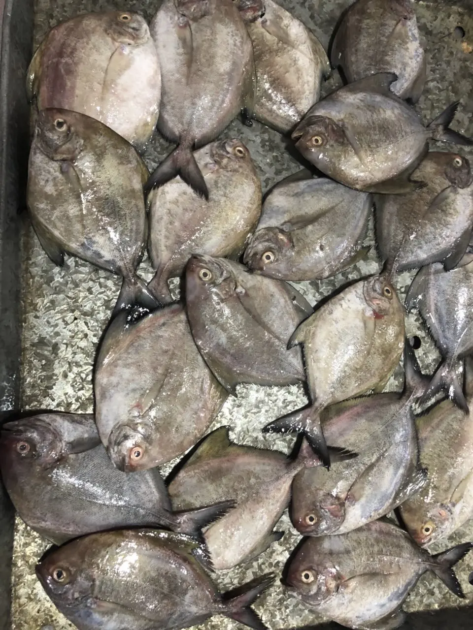Competitive Price Black Pomfret - Seafood Exporter From Vietnam