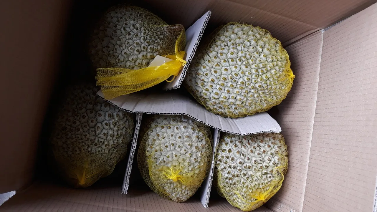 The King of Fruits Tropical Fruit Frozen Durian Ri6 And Monthong with competitive Price Akina