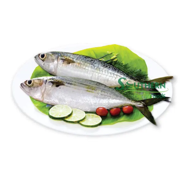 Specification storage experience origin price seafood companies Frozen Indian Mackerel WR Sea Fish Wild Caught SFF from Vietnam