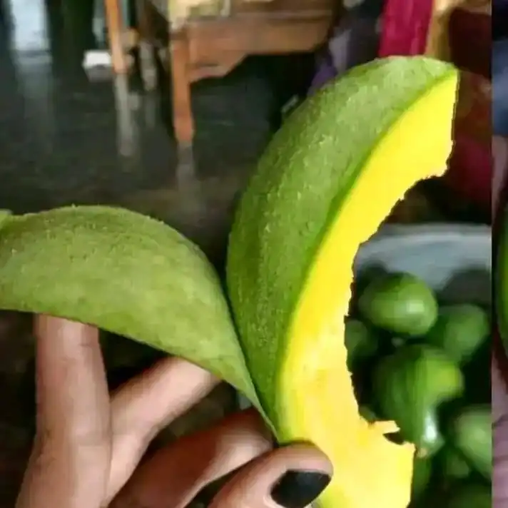 Fresh Quality Naturl Avocado available for sale now