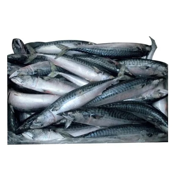 best service seafood fish 300-500g pacific fresh ship frozen mackerel horse fish in stock