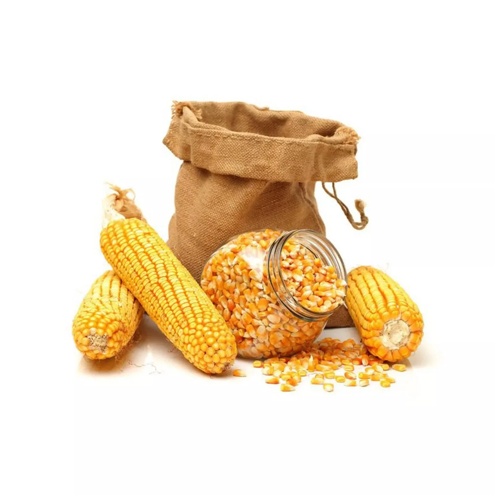 Affordable Dried Yellow Maize Corn, Non-GMO Yellow Corn & White red Corn/Maize for Human & Animal Feed