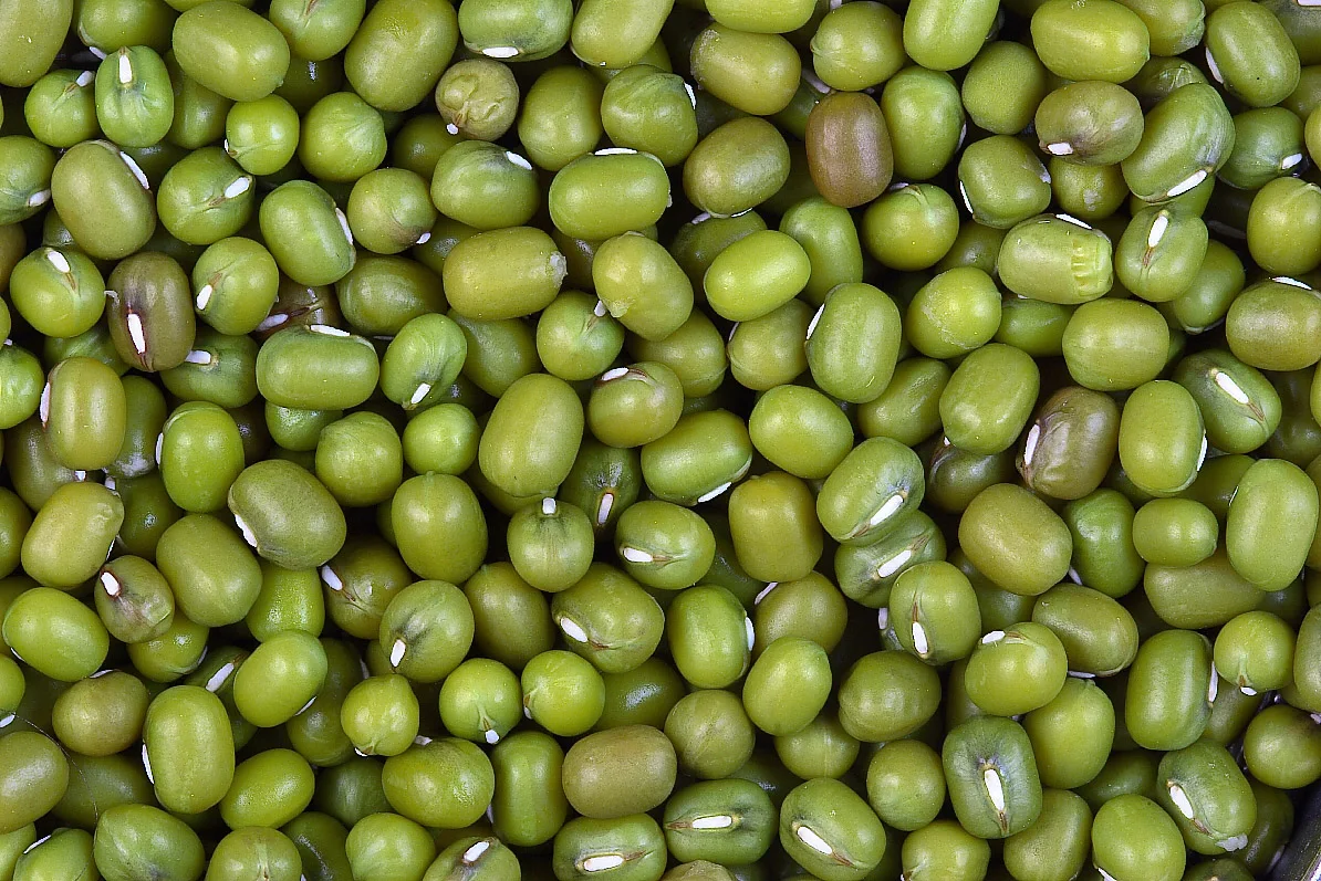 Wholesale Natural Organic High Quality Green Mung Beans Green Vigna Beans Green Gram Beans