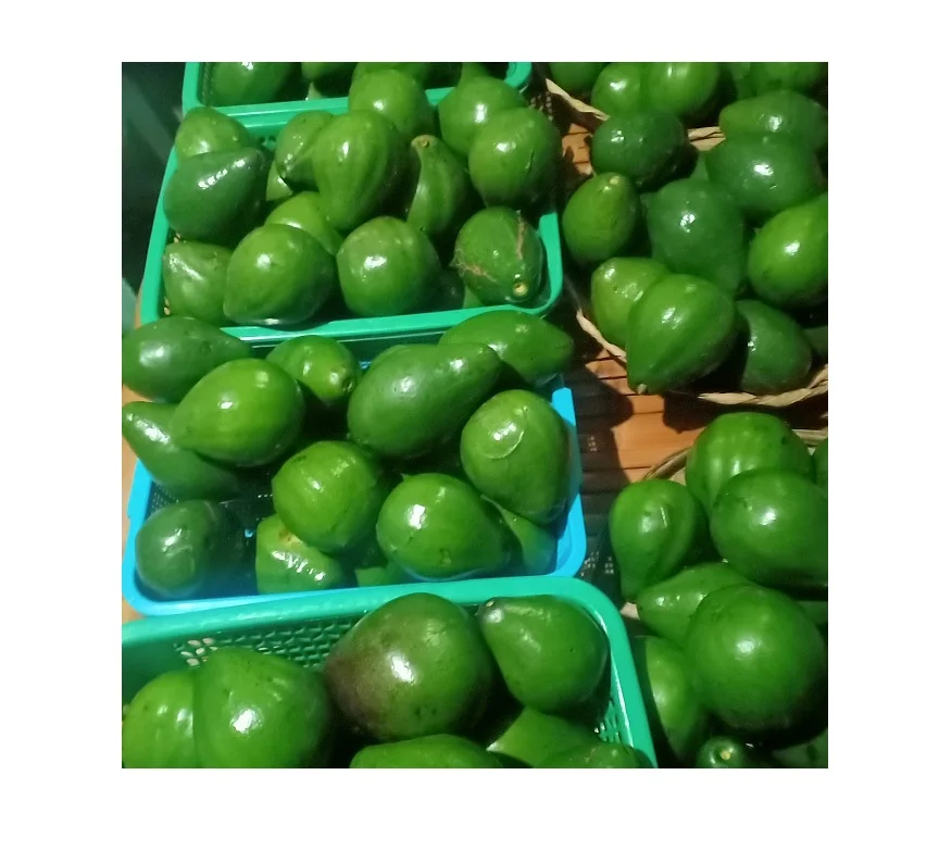 FRESH AVOCADO FRUIT