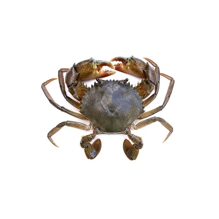 high quality live king crab for sale bulk supplier hot sale live mud crabs blue frozen mud snow crab