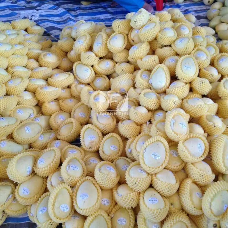 Mango Export Cat Chu  Packing High Quality Carton Type Sweet Taste Mango Export From Vietnam