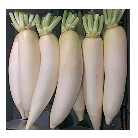 Cheapest Price Supplier Bulk Fresh Vegetables Radish With Fast Delivery