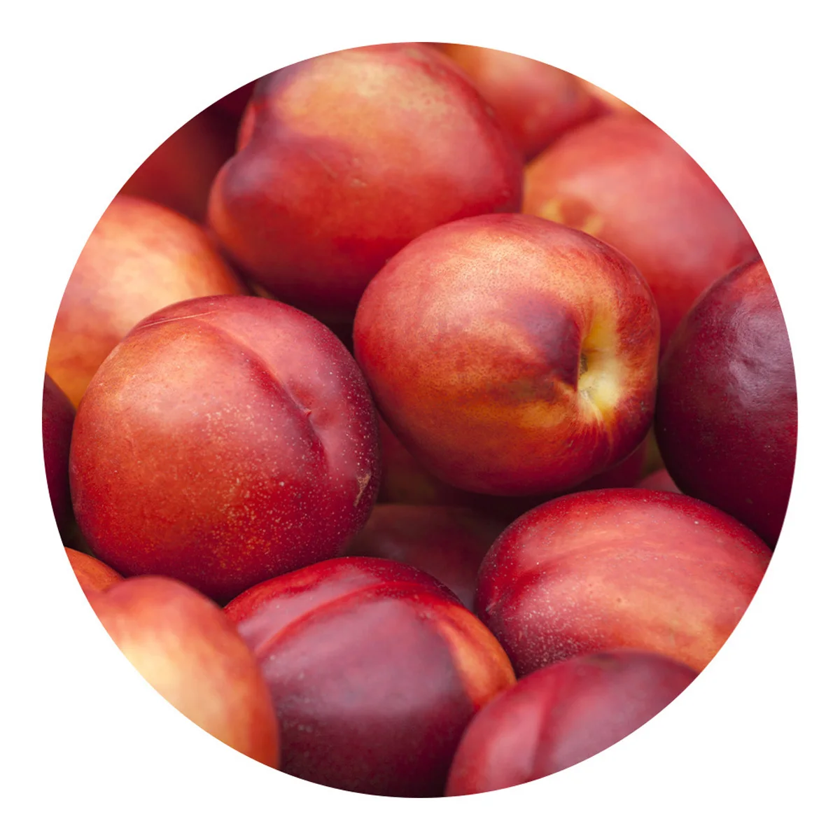 Fresh nectarine for sale own production bulk in price (10000011407748)