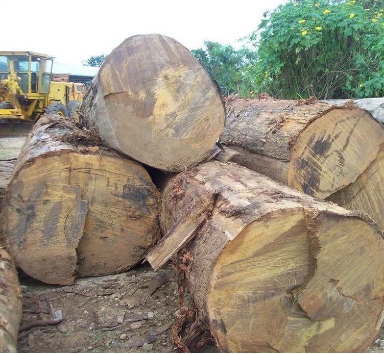 Exporter, Wholesaler Of Pachyloba Wood Log