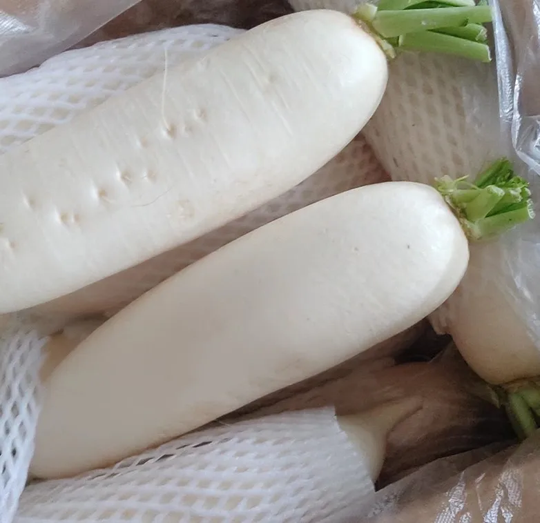 Fresh Organic and NON GMO radish turnip