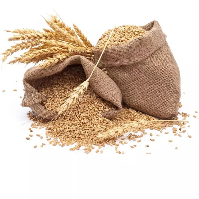 Высококачественная Пшеница для измельчения потребления людей и животных готов к экспорту российское