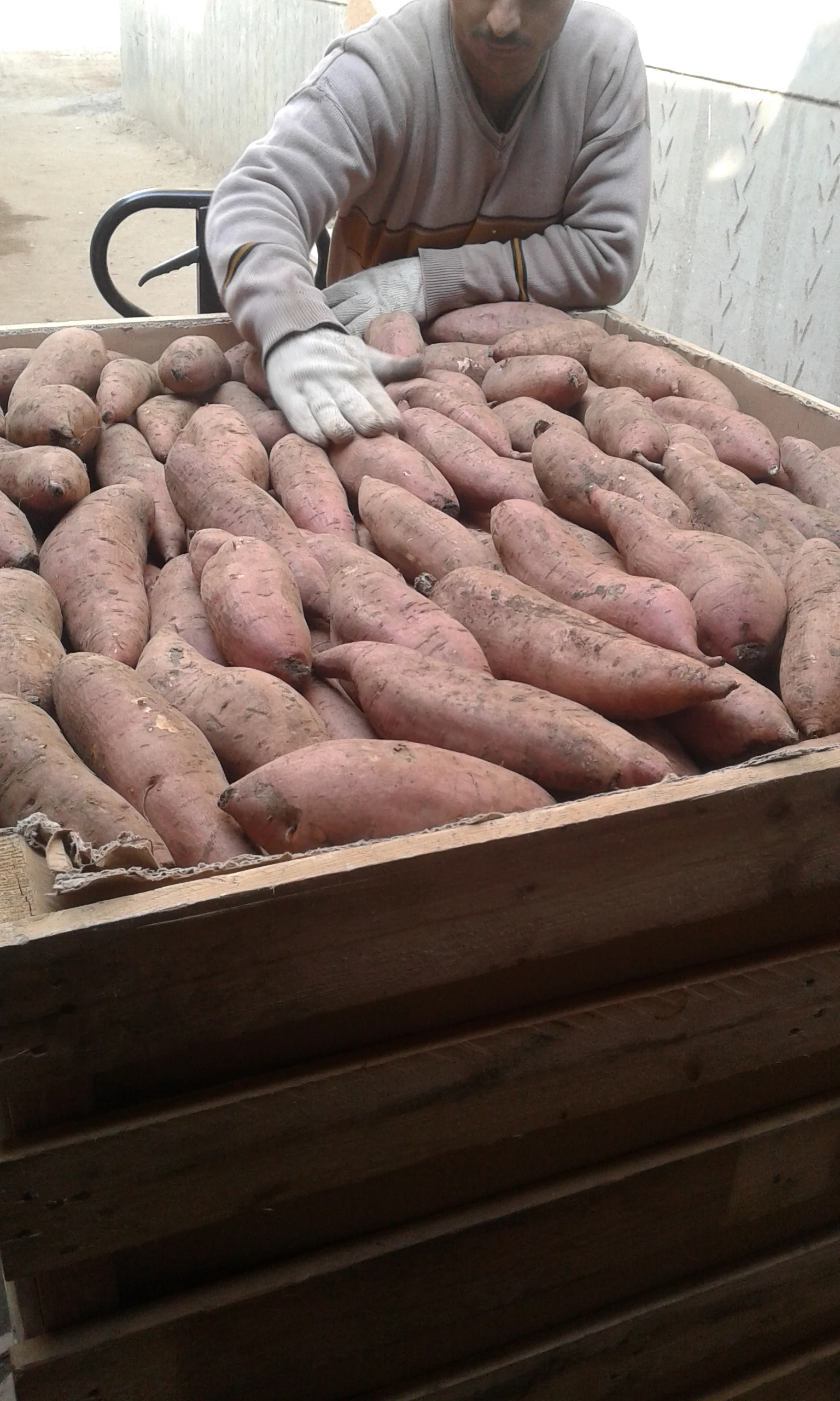 A1 Assorted Quality Exclusive Fresh SWEET POTATOES available for export at a Cheaper Price