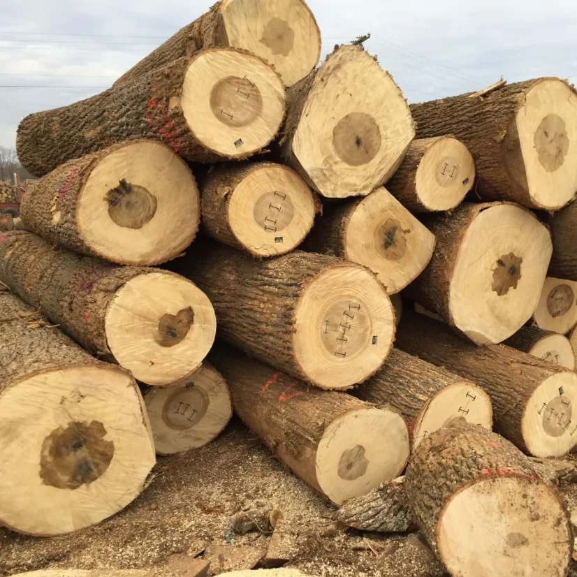 Fresh Cut Natural timber Wood logs Solid Wood Round Logs Pine