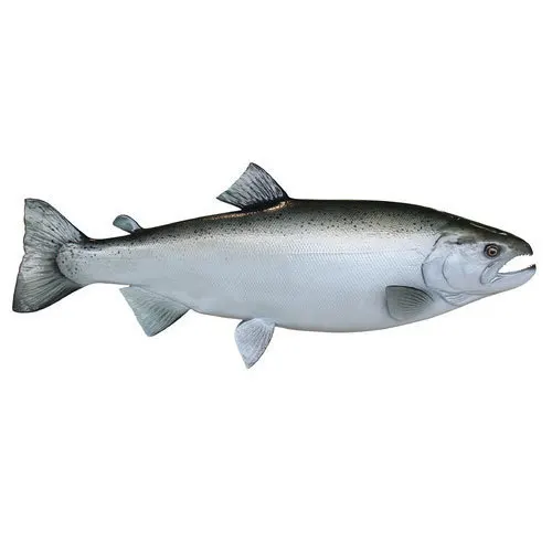 Wholesale Frozen Salmon Fish/pacific Salmon