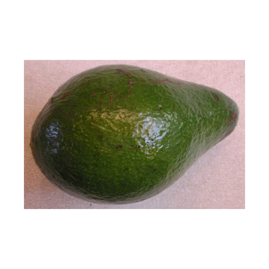 ORGANIC HASS AVOCADO BULK SUPPLIERS / YUMMY for SALE