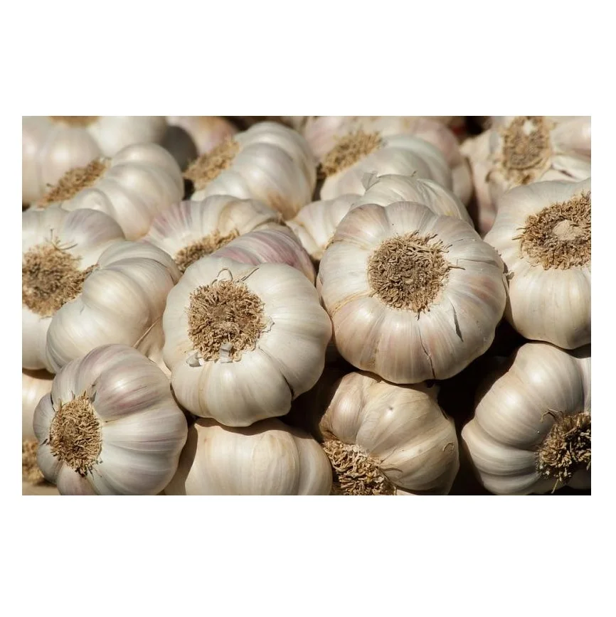 Hot Selling Price Fresh Vegetables Garlic in Bulk