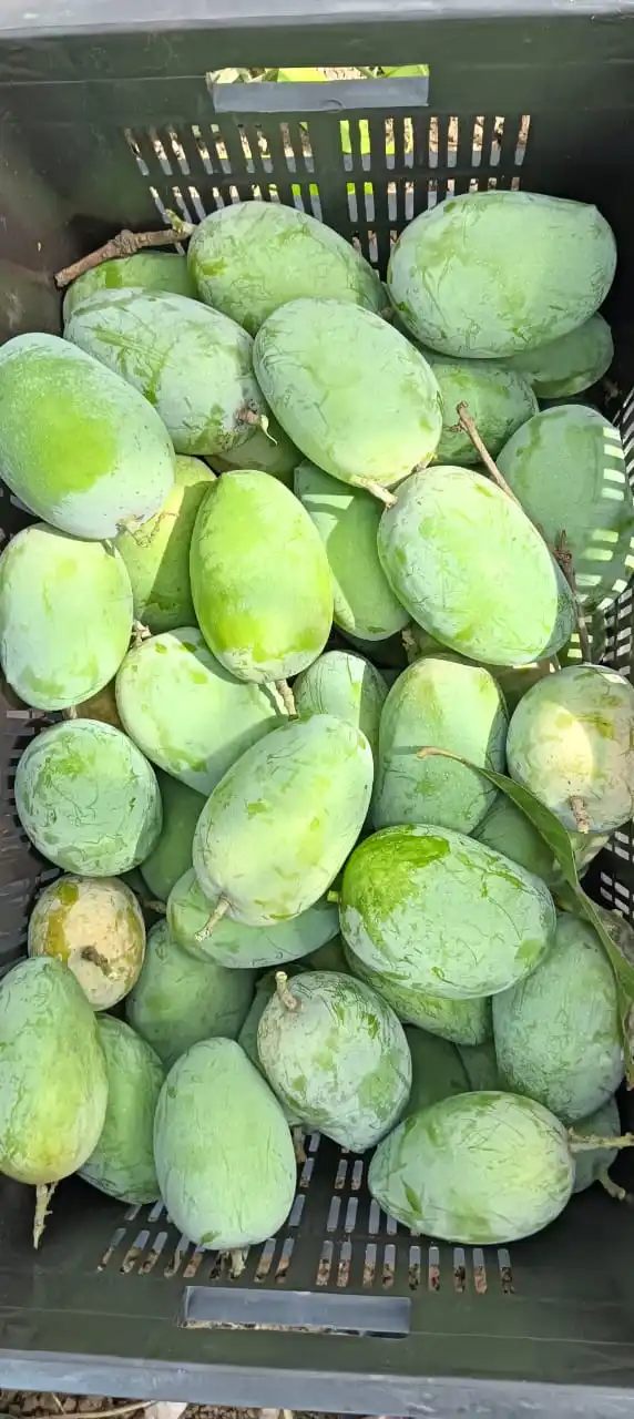 KESAR GIR GI TAGGED MANGO SWEET MANGO PEEL AND EAT MATURITY 90%