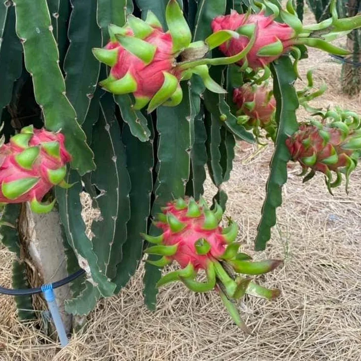 VIETNAM FRESH DRAGON FRUIT White Red Style Color Origin Type Flesh Variety Grade 1 Maturity Cultivation Common