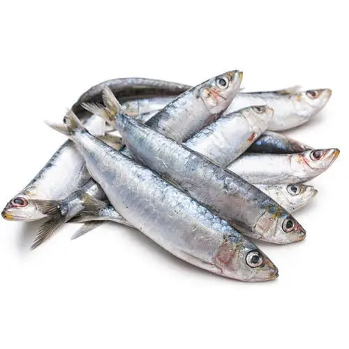 ayala-meen-fish-500x500.jpg