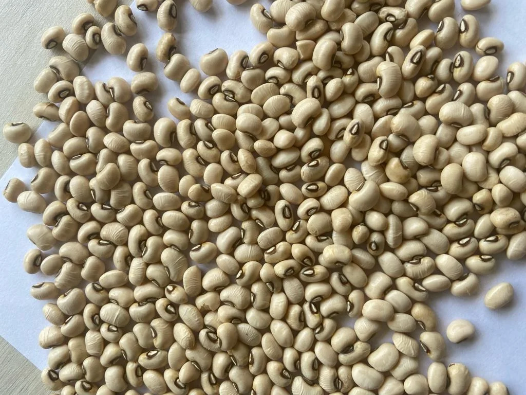 Natural Dry Light Beans Good Price Product Bulk White Brown Kidney Bean for food Brazil Origin Chawali Highest quality