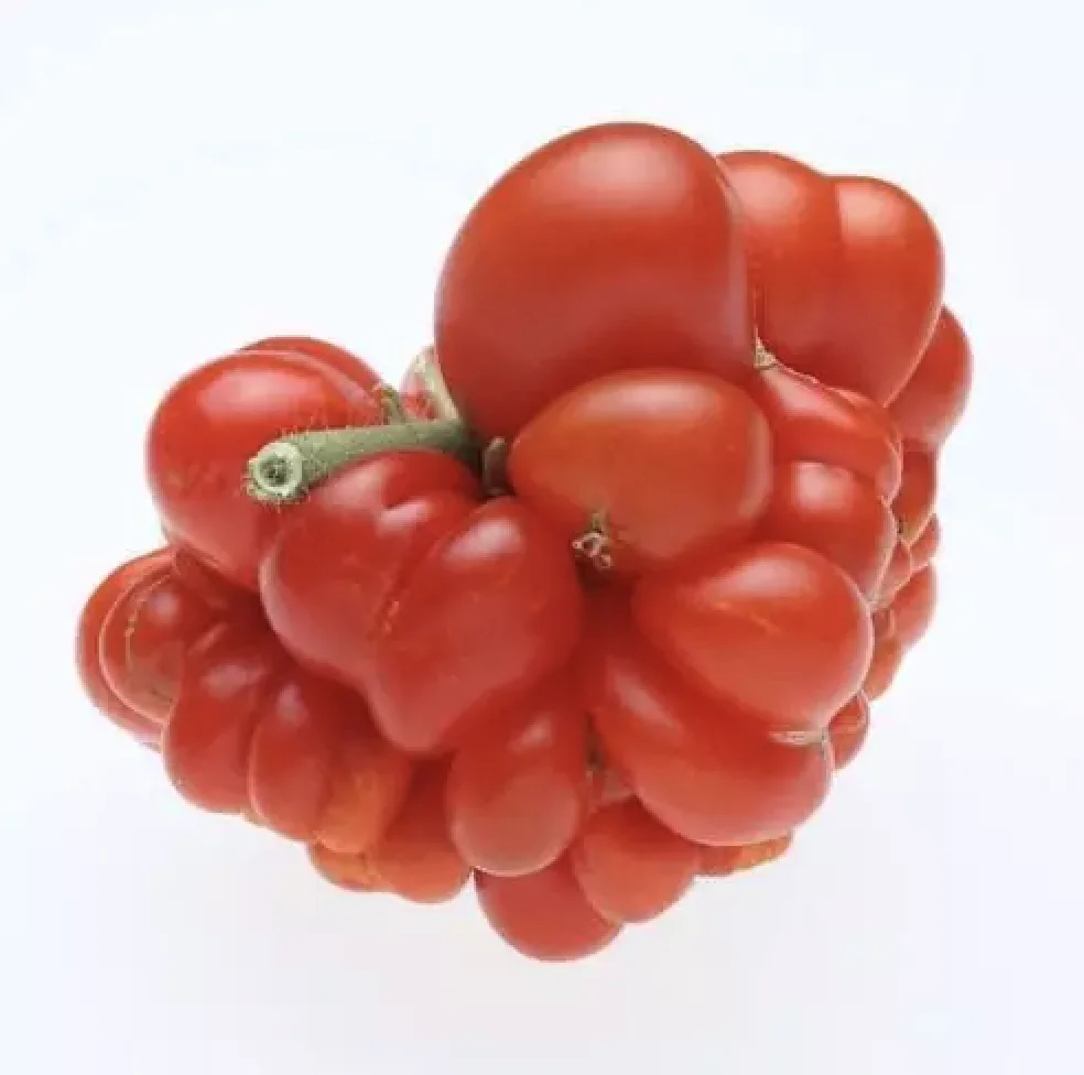 PREMIUM QUALITY FRESH TOMATOES GREEN CHERRY RED INDION BOX TOMATO EXPORT