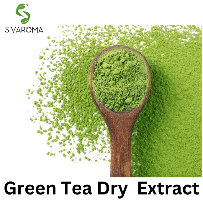 100% Natural Pure and Fresh Camellia Sinensis Plant Leaves Extracted Green Tea Dry Extract with High Quality for Export at Bulk