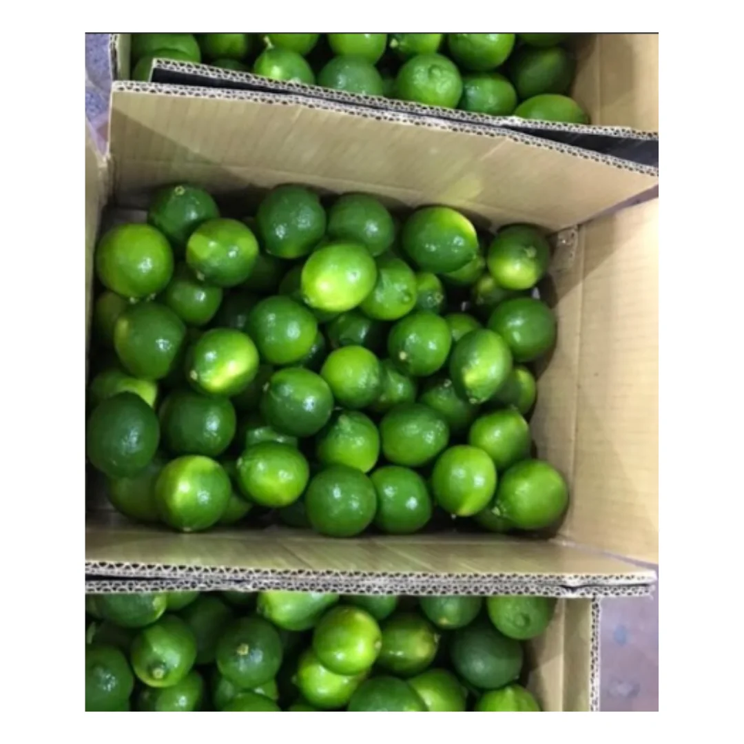 Manufacture Versatile Lemons and Limes high quality fresh lime / natural green limefresh lime from Vietnam