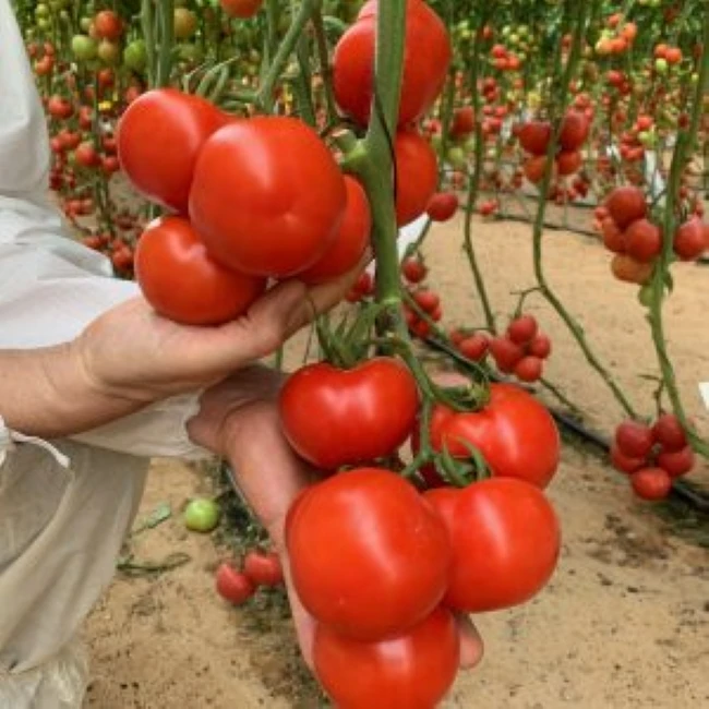 FRESH TOMATOES from Vietnam Green Style GLOBAL GAP Color Weight Origin Type Roma Variety Greenhouse Grade TOMATO Product Place