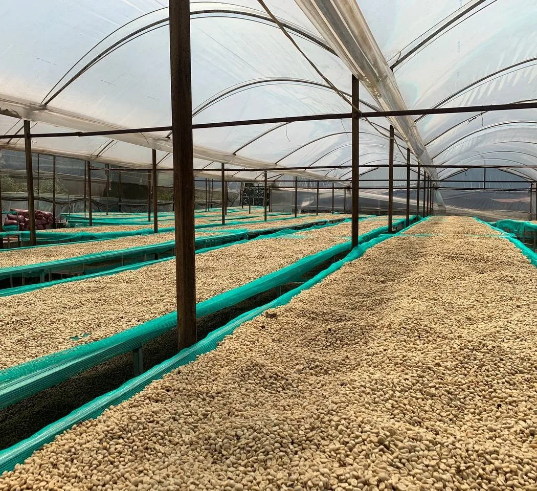 Top Selling Vietnam Green Coffee Beans Robusta/ Arabica Green beans Coffee -  Competitive Price for NEW CROP Wholesales