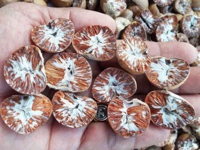 [2022] Super best selling product! DRIED BETEL NUT high quality products at low prices in Vietnam market.